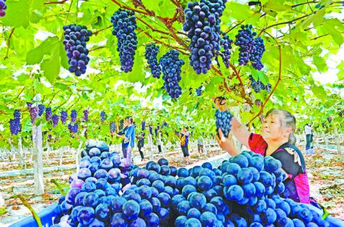 廣安市著力提升葡萄品質和口感 引進推廣早、中、晚熟優良品種