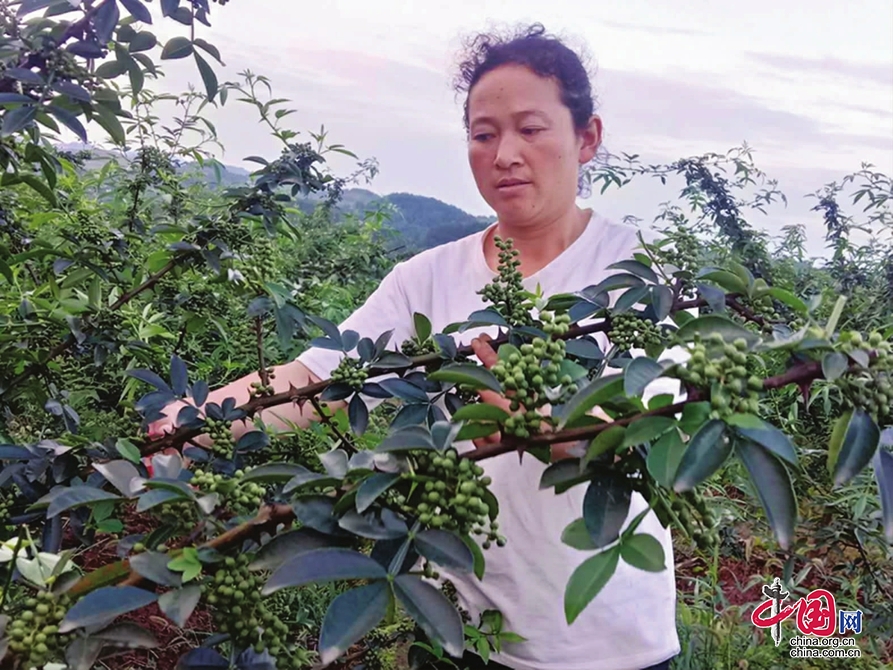 南充 > 详情6月30日清晨,走进南部县富利镇董家溪村,满山遍野的花椒