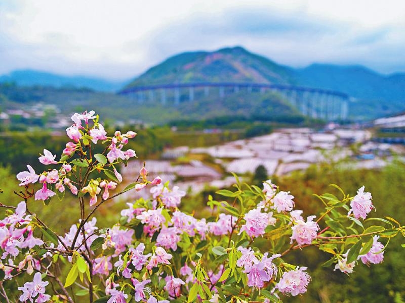 How“beautiful red flowers” in the mountains of Sichuan became the favorite of western botanical gardens?