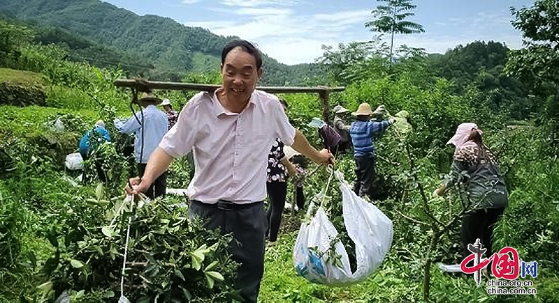 自贡市沿滩区“两个十万亩”现代农业产业园优势凸显