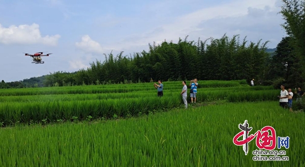 长宁县：水稻绿色“飞防”，助力水稻丰收