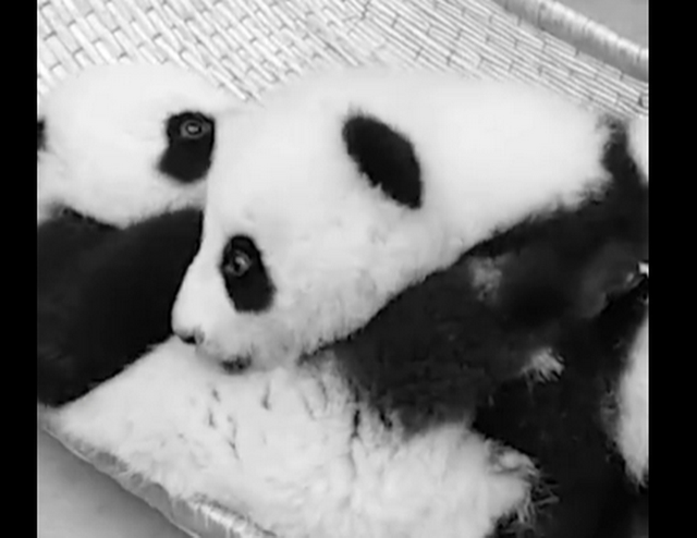 Chengdu loses giant panda cubs“Shunshun” and “Liuliu” to disease