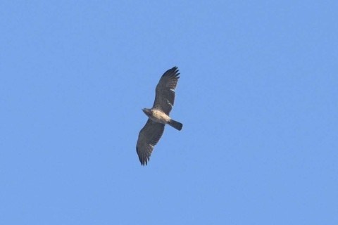 Chengdu sets new record of rare birds such as White-eared Night Heron. There are 495 recorded bird species in Chengdu