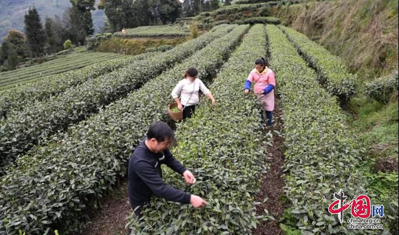 脫貧奔康的“新茶馬古道”