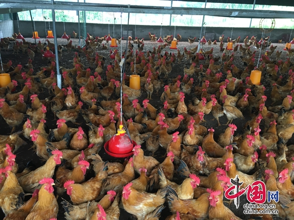 江安縣依託龍頭企業發展生態雞養殖助農脫貧增收