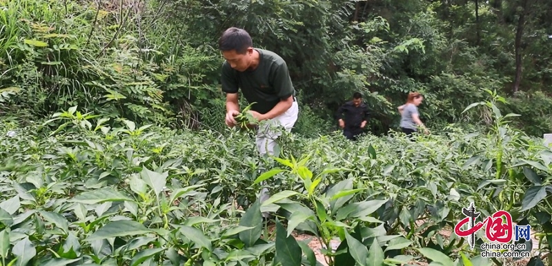 廣元市朝天區實現丘陵山區蔬菜全程機械化生産