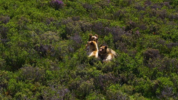 A mother bear with“a family of four” lazing in the sun in Shiqu County