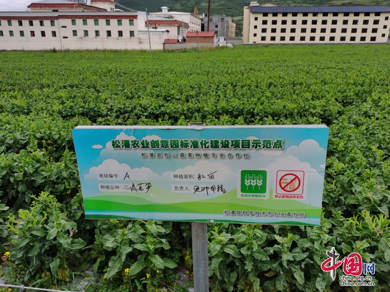 松潘县：邀请农业专家为莴笋产业规范发展出谋划策