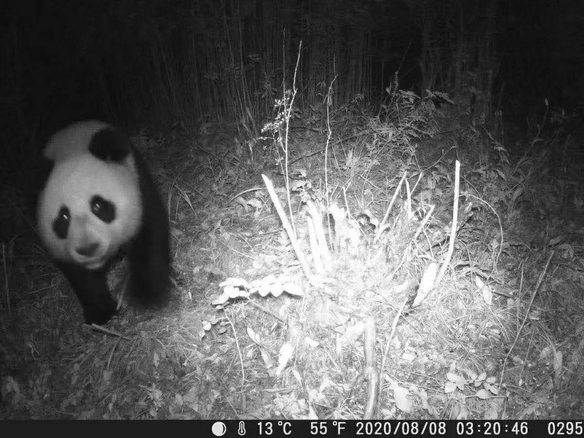 珍貴！茂縣土地嶺大熊貓國家公園首次通過紅外線設備拍到野生大熊貓身影