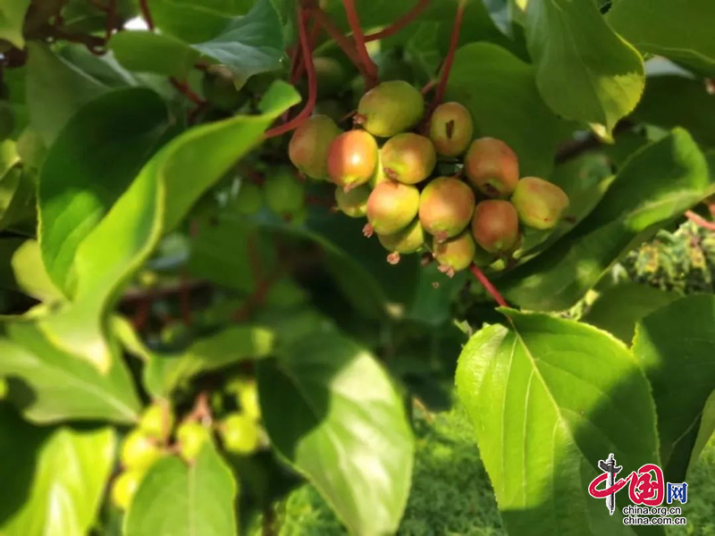 雨城區(qū)：小小“奇異”果 孕育大能量