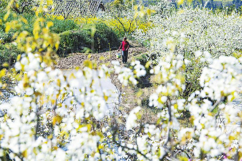 “卖花”又卖果铺就奔康路