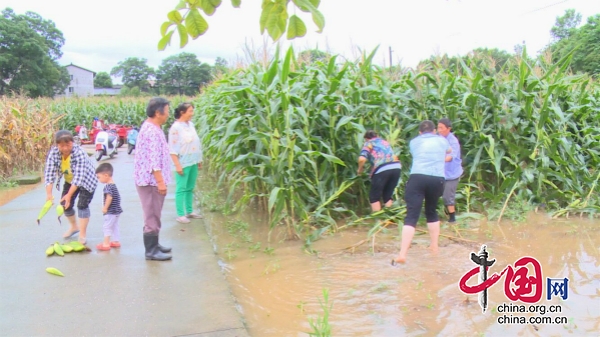 持續強降雨致廣元昭化農作物經濟損失達6000萬