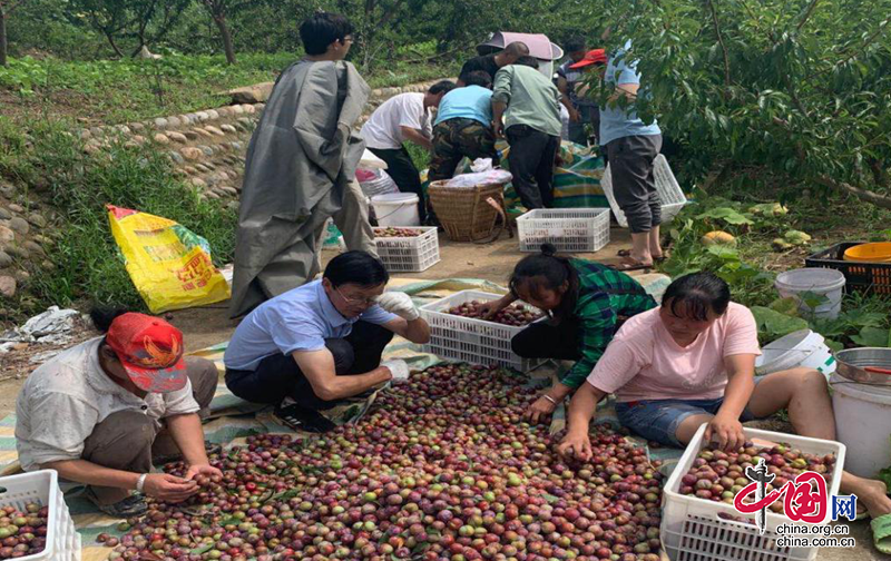 脫貧不脫幫 蒼溪廟子村 6000斤脆紅李一天售完 