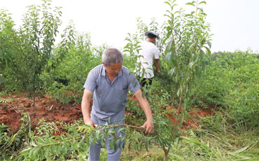 强队伍 壮集体  四川长宁奋力推进乡镇治理现代化