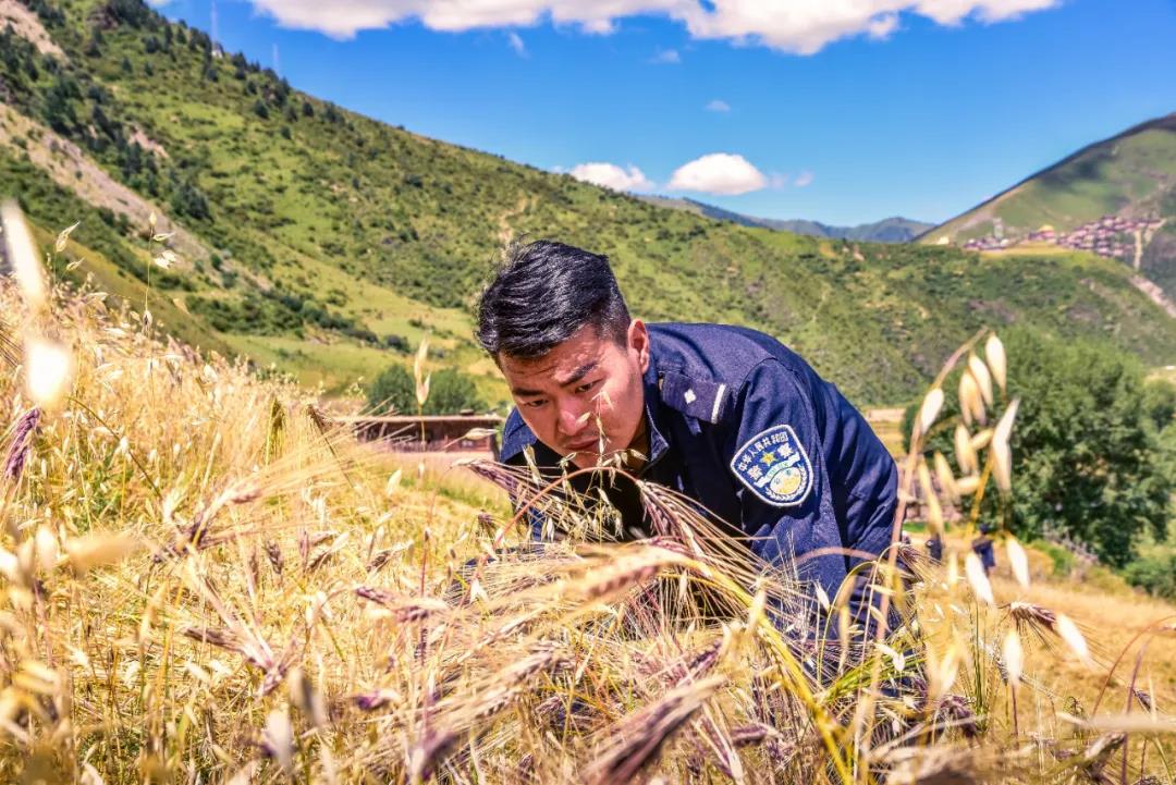 青稞地里“暖男”來襲  德格縣民警幫助缺乏勞動力農(nóng)戶搶收