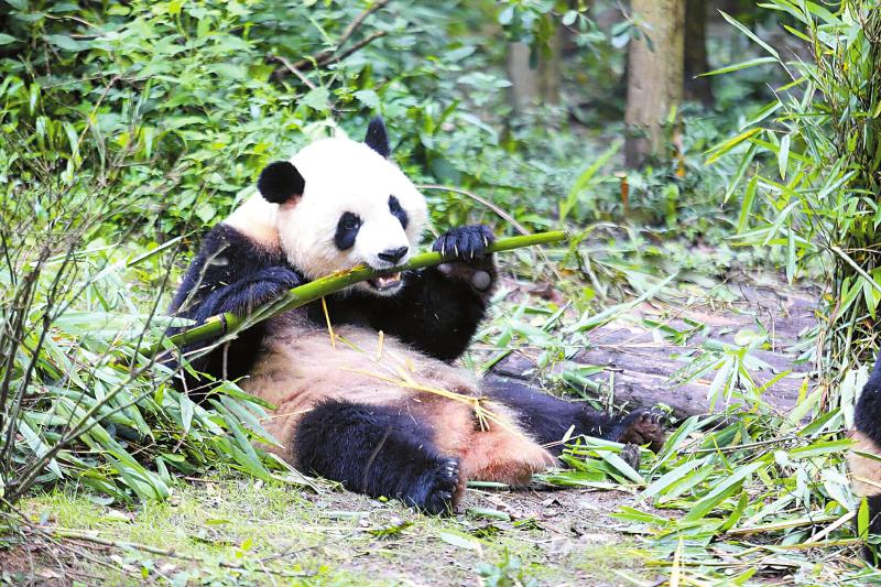 Giant panda ‘Sesame’ selected as mascot of The Chengdu 2021 FISU World University Games Summer