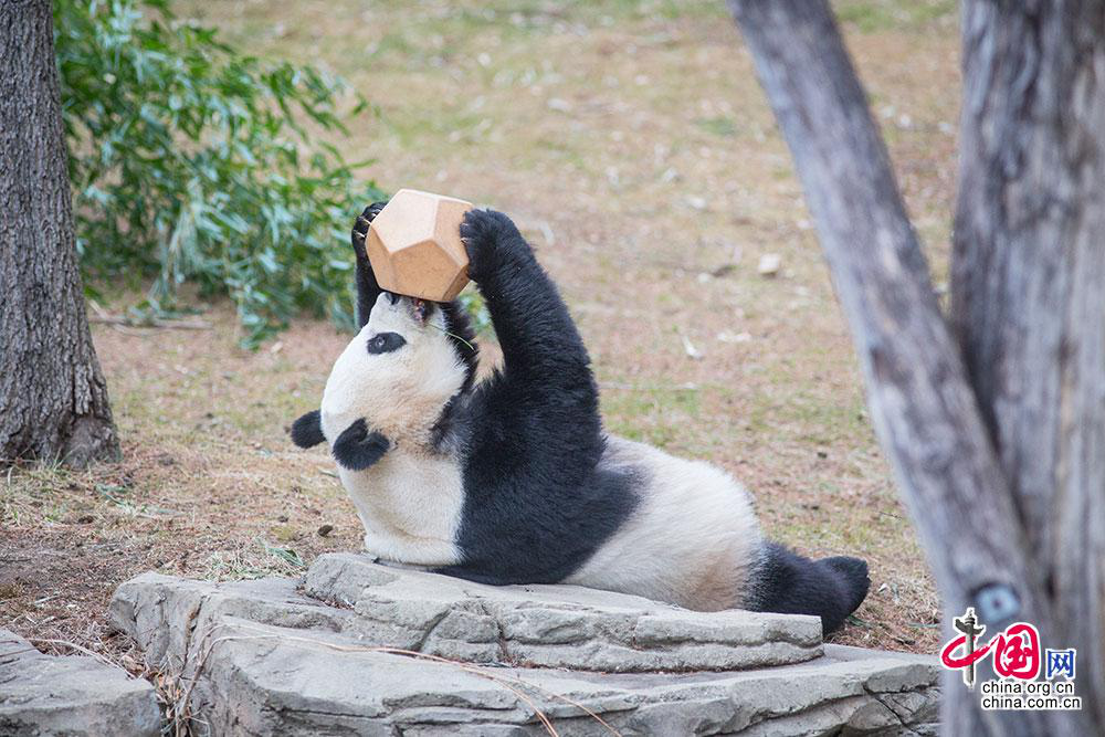 Meixiang, a 22-year-old giant panda in the United States, gives birth to its fourth child