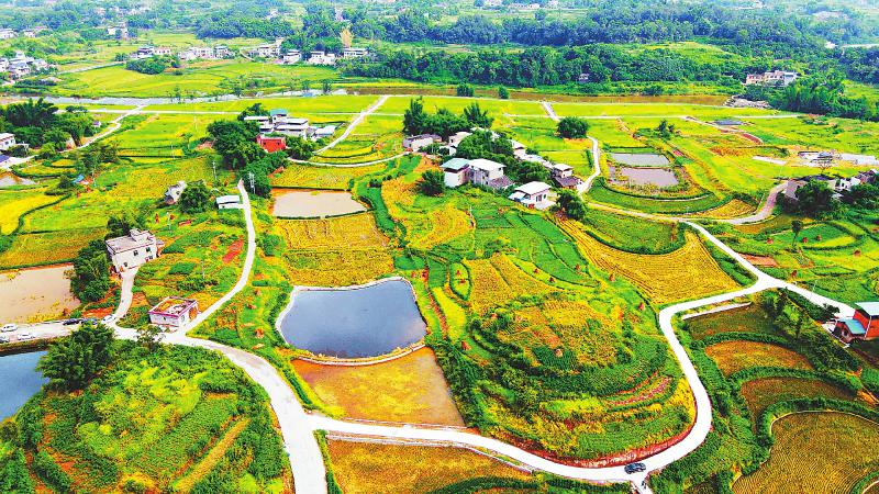 四川省将建5000万亩高标准农田，记者走进粮食产区探访——粮田变“良田”四川将建5000万亩高标准农田