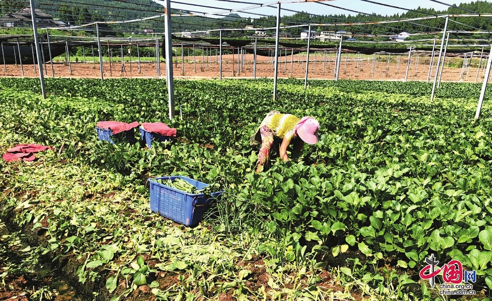 嘉陵区蔬菜种植面积超30万亩