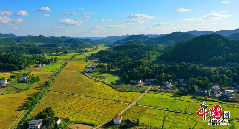 西充县优质(有机)粮油现代农业园10万亩优质水稻喜迎丰收