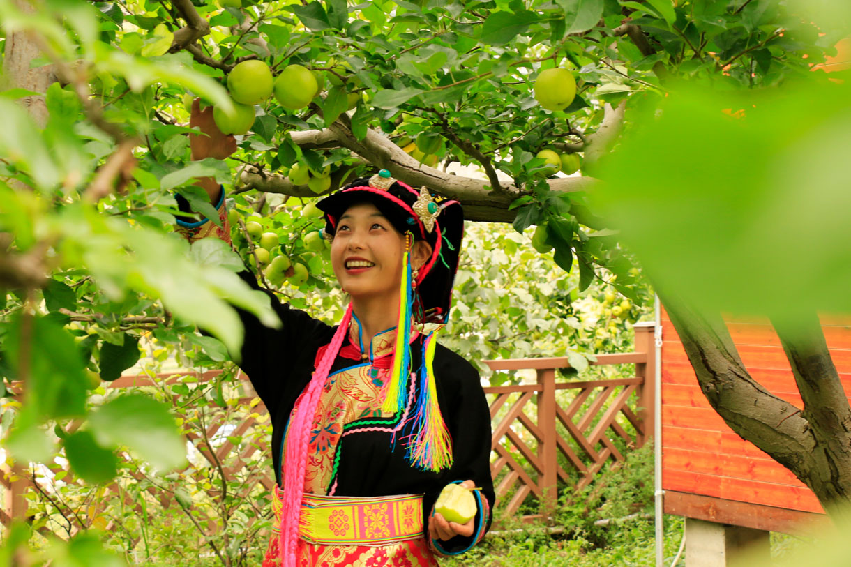 脆甜多汁的苹果等你摘！小金县举办第五届苹果采摘节