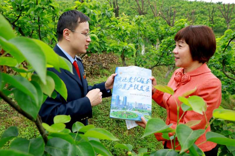 拳拳農心綠滿山 萬畝梨園花繁枝