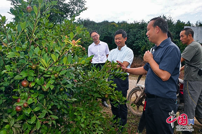 民盟雅安市委到自贡荣县开展油茶产业考察学习