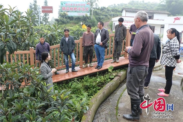 石棉縣啟動(dòng)枇杷病蟲害生物防控項(xiàng)目