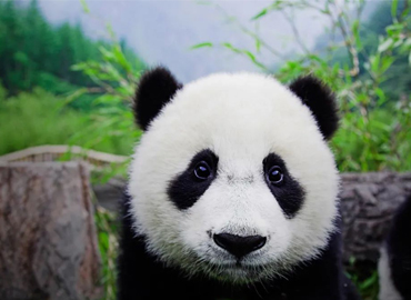 向世界講述大熊貓的故事！全球唯一的大熊貓巨幅唐卡《大熊貓百圖唐卡長卷》來了