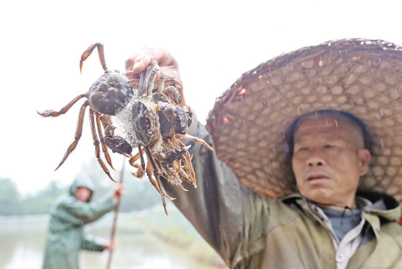 華鎣黃金白大閘蟹進入捕獲季