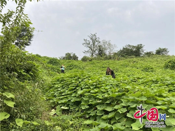 雨城區(qū)席草村：小小土耳苕 致富“金疙瘩”