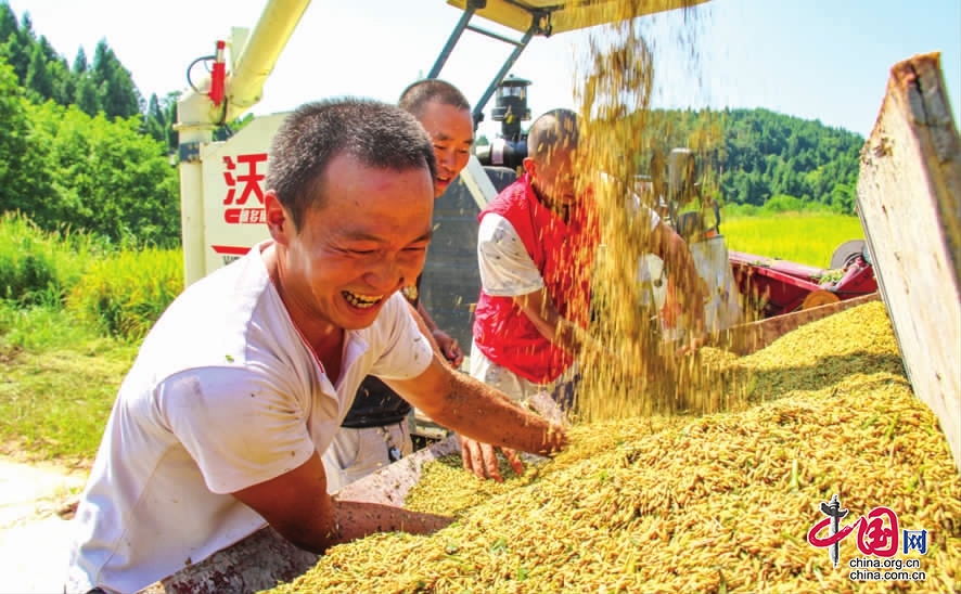 今年顺庆区粮食总产量达16万余吨 同比增长1.28%