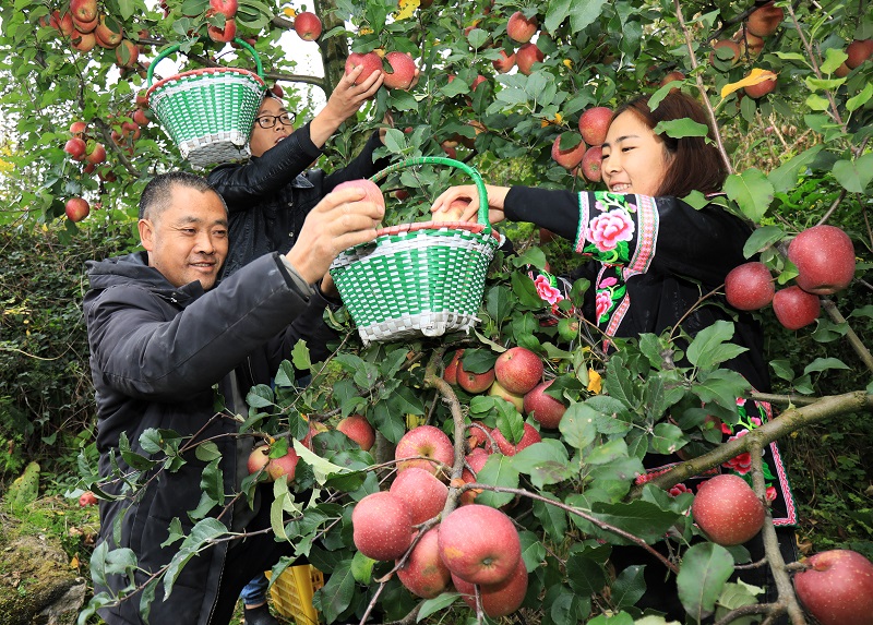 茂县“冰糖心”苹果成熟上市，预计产值6000万元