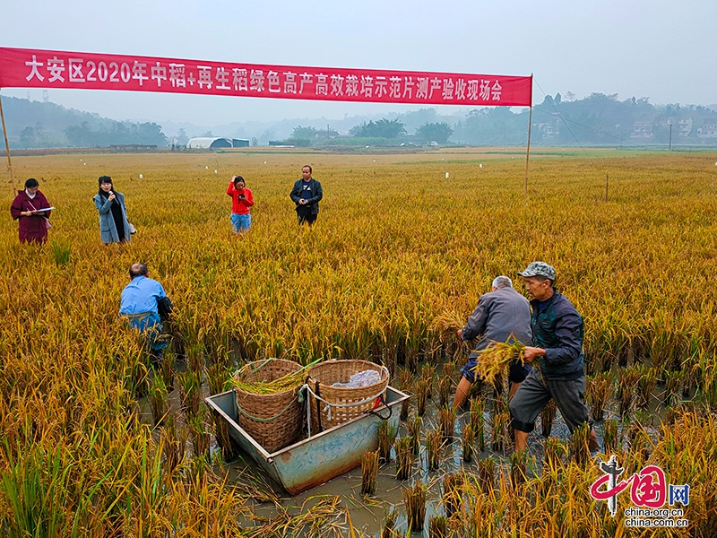 自贡大安：亩产达200公斤 再生稻喜获丰收