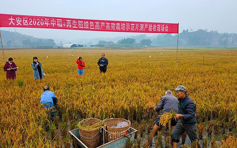 自貢大安：畝産達200公斤 再生稻喜獲豐收