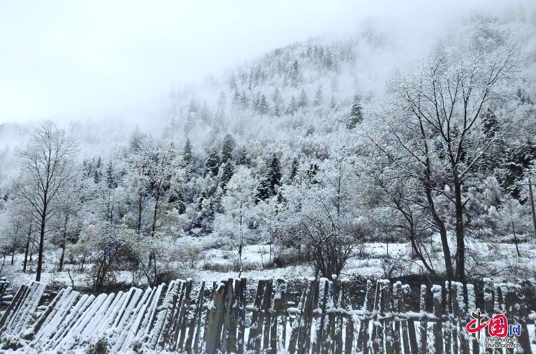 近日,受冷空气影响,阿坝州茂县叠溪镇松坪沟迎来降雪.