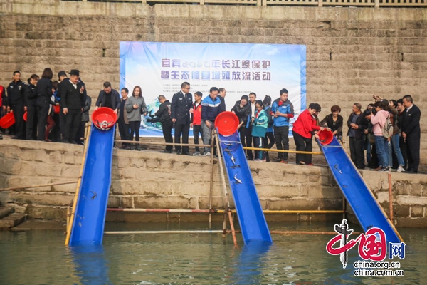 宜宾2020年长江鲟保护暨生态修复增殖放流活动在合江门举行