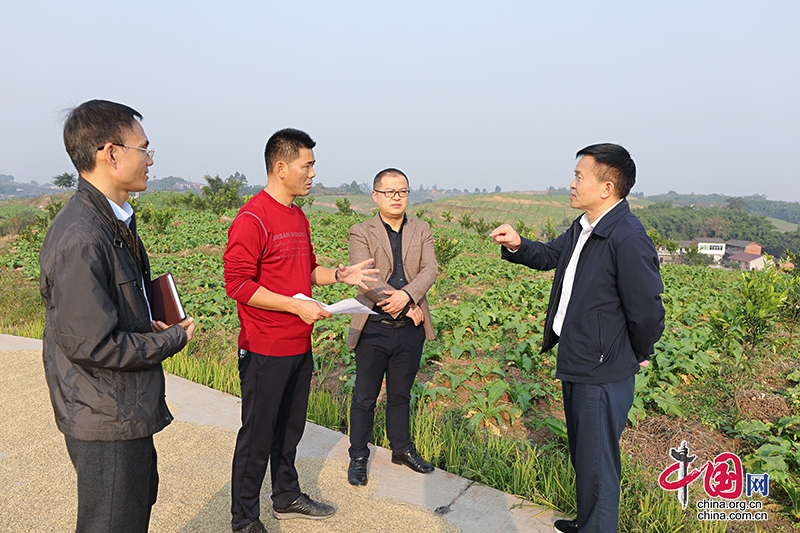 自贡贡井：全力打造高标准的现代农业示范园