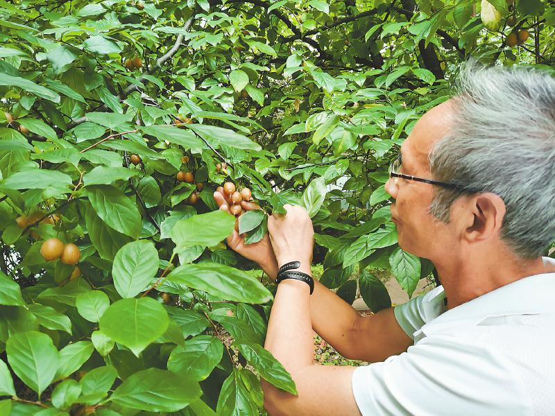 这位老人32年“救”一树