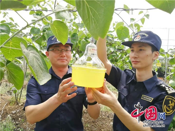 搭乘中欧班列（成都）运往俄罗斯莫斯科 “成都产”黄心猕猴桃今年首次出口