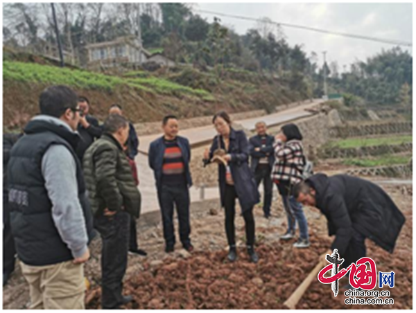 四川省林科院油茶專家到天全縣指導油茶種植工作