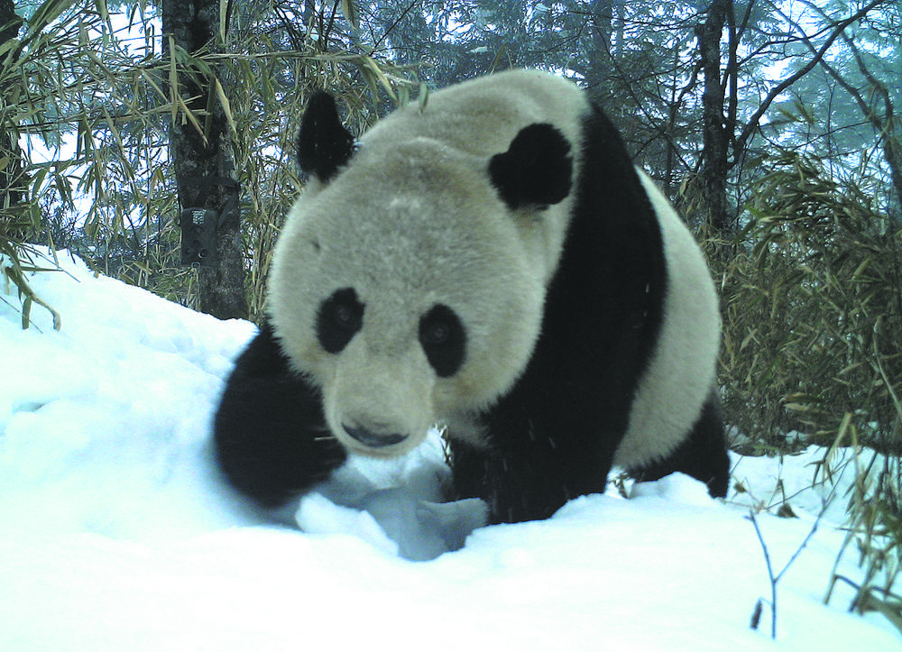 實地探訪大熊貓國家公園成都片區:有“小區”有“法庭” 73隻野生大熊貓在此安居