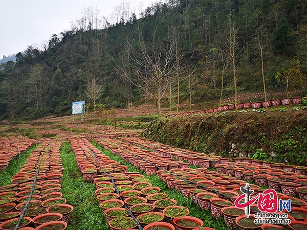 四川青川：深化產(chǎn)業(yè)發(fā)展讓兩萬余名貧困群眾受益