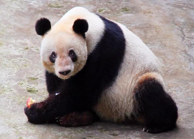 “Xinxing”, the oldest captive giant panda in the world, has passed away