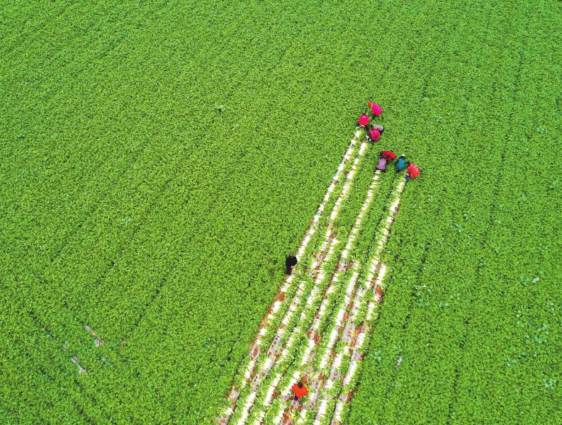 守着土地有钱赚 德阳中江县农民过上富足生活