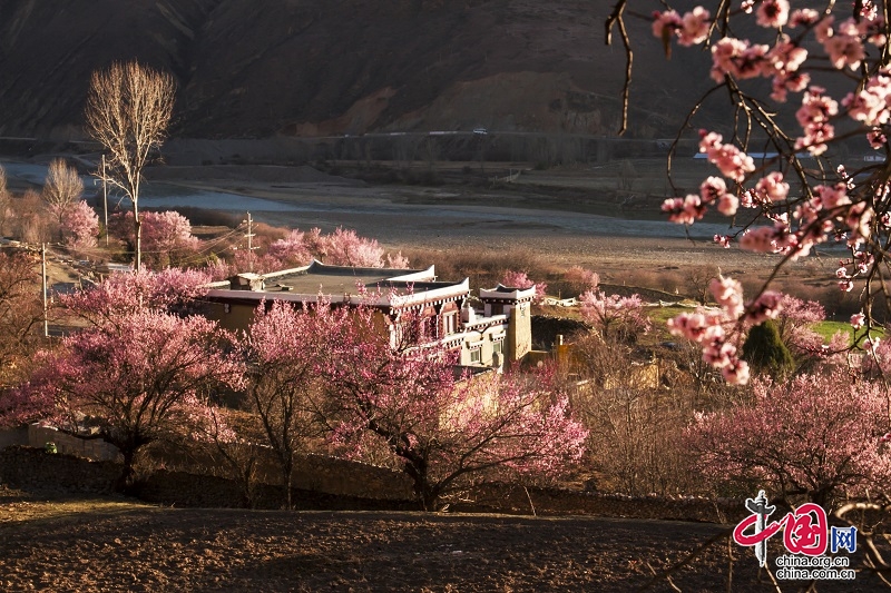 甘孜州道孚县:厚待青山得"金山"