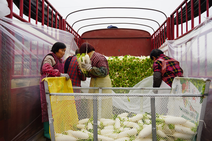 蓬溪县荷叶乡：千亩蔬菜产业助推乡村振兴