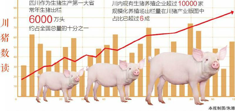 全国首个活体交割期货品种——生猪期货今日上市 两家川企入局 增强了川猪议价能力