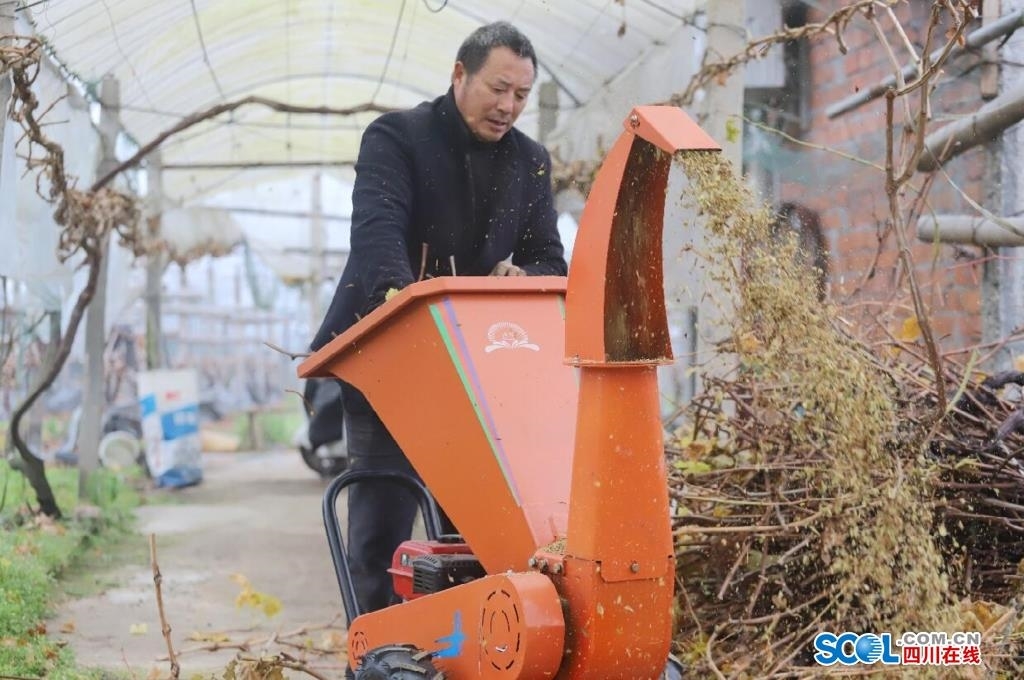 新技術(shù)變廢為寶！彭山三萬畝葡萄枝條變有機肥