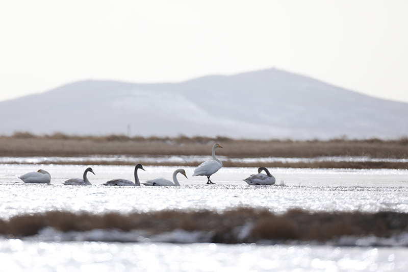 Swans turn Ruoergai Plateau Lake into winged visitors’ paradise